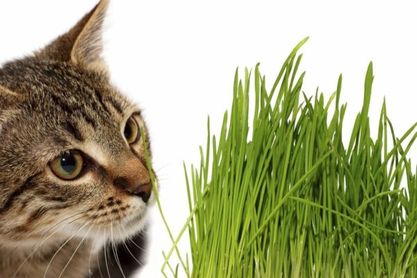 L’herbe à chat, quels sont ses bienfaits ?