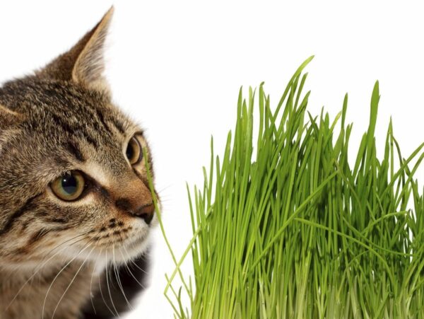 L’herbe à chat, quels sont ses bienfaits ?