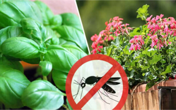 Quel produit efficace contre les insectes ?