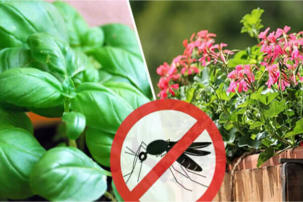 Quel produit efficace contre les insectes ?